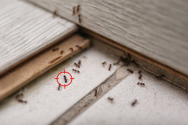 Best Pest Prevention Services  in Pablo, MT