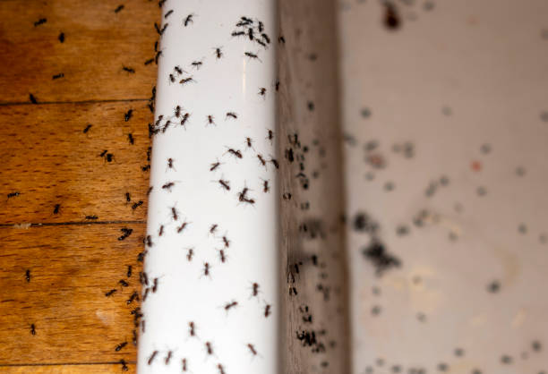Best Pest Prevention Services  in Pablo, MT